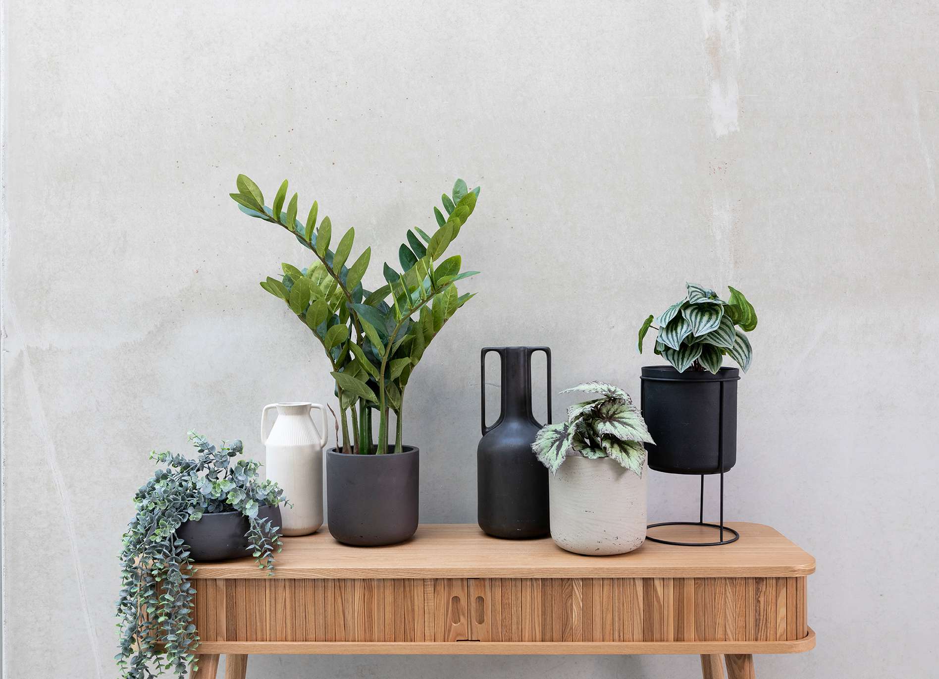 Nieuwe plant of pot online bestellen – Gratis verzending | Loods 5 Loods 5