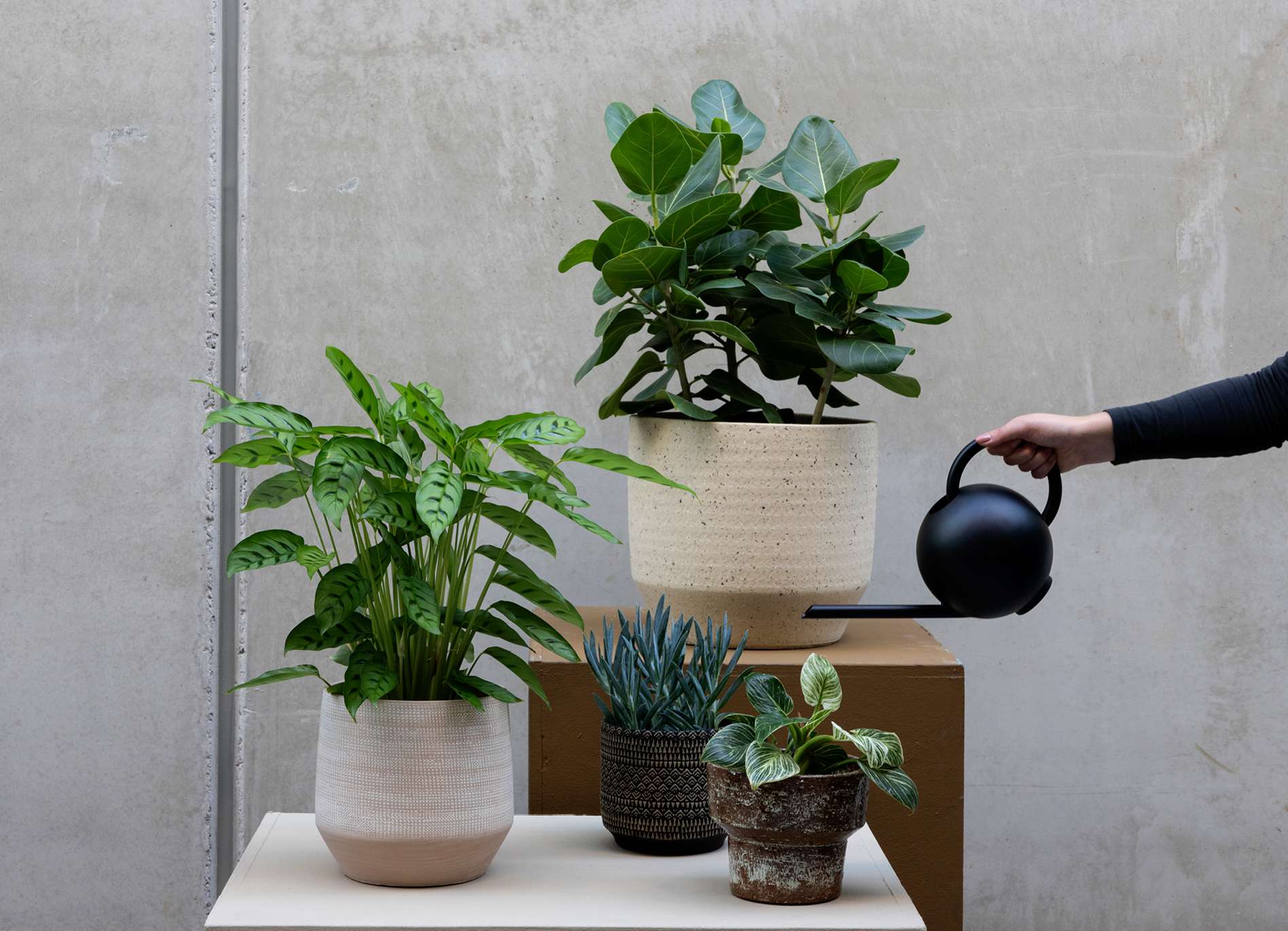 Echt niet wazig Misbruik Planten kopen? | Loods 5 For living. For life. - Loods 5