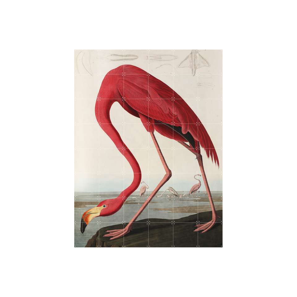 Octrooi heilig Tien jaar IXXI Flamingo - Producten - Loods 5