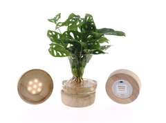 Intenz Set plant in vaas met LED verlichting Planten & Potten - Loods 5