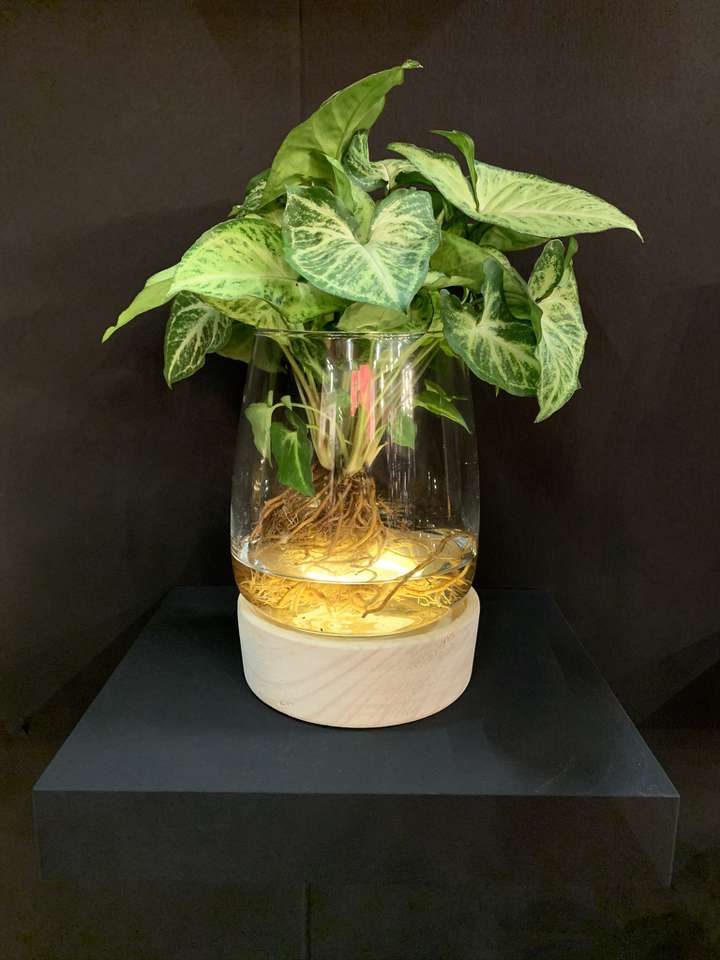 Intenz Home Set plant in vaas met LED - Planten Potten - 5