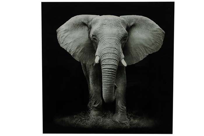 Humaan Reinig de vloer oriëntatie Schilderij olifant glas - Producten - Loods 5