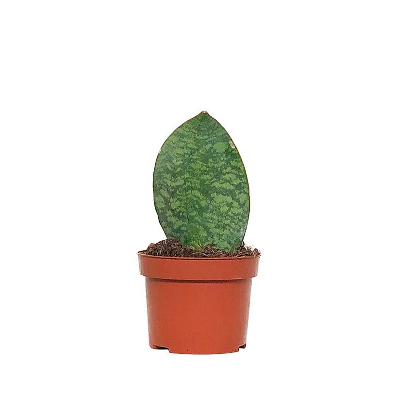 Little Lofts Plant Zara kopen? Shop planten & potten bij Loods 5